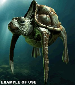 Loggerhead Sea Turtle