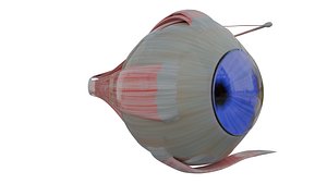 3D human eye anatomy 3d model