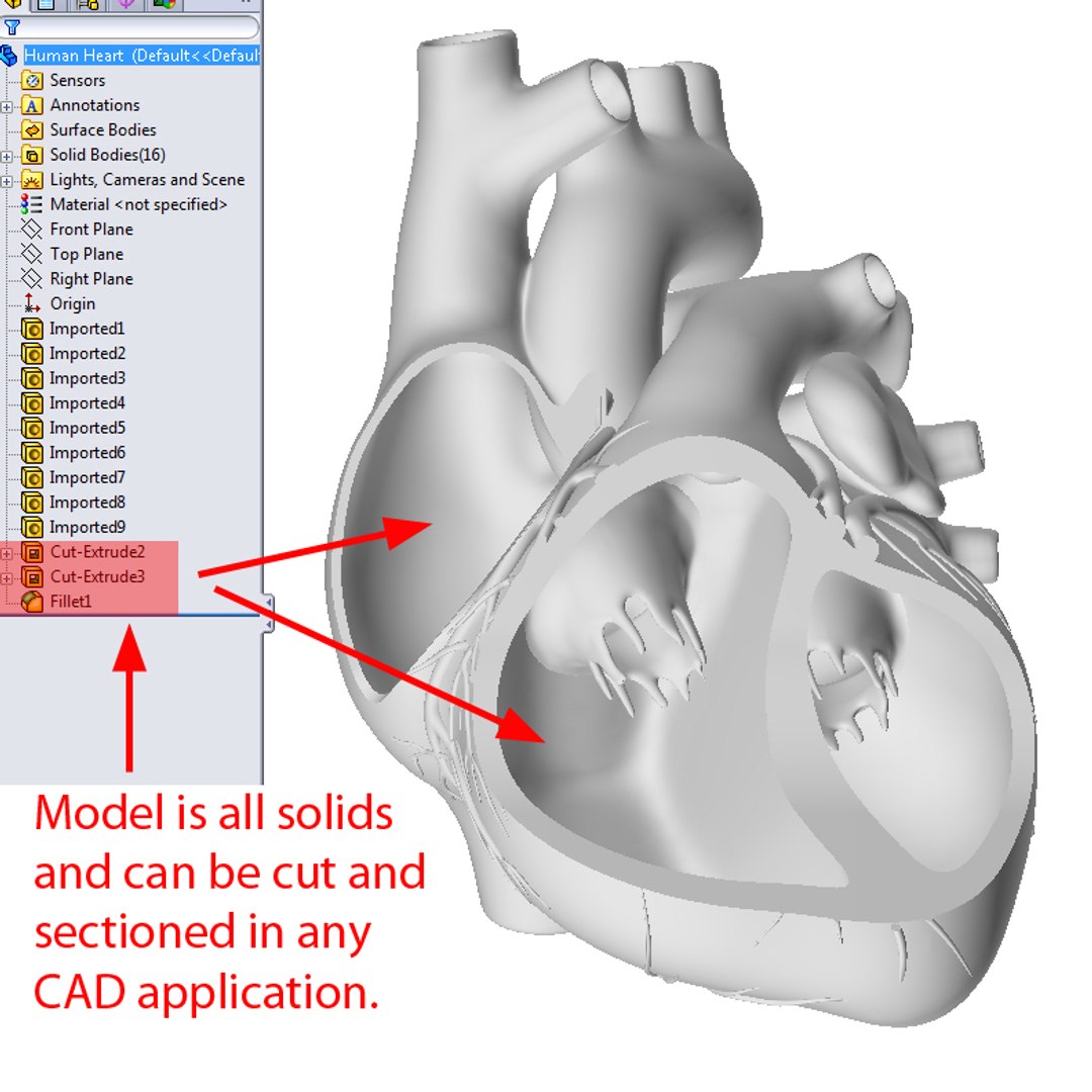 human heart solidworks 3d model https://p.turbosquid.com/ts-thumb/0V/UrQuFd/9WU6wB4X/cutsections4/jpg/1291576012/1920x1080/fit_q87/14b9e9f8adb6c01cc8956530a9957479775f0249/cutsections4.jpg