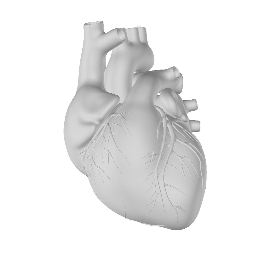 human heart solidworks 3d model https://p.turbosquid.com/ts-thumb/0V/UrQuFd/OEToyujf/humanheart2/jpg/1300671231/1920x1080/turn_fit_q99/f1c79b731ff9b6fb221dfe187338a6f9609f5a4b/humanheart2-1.jpg