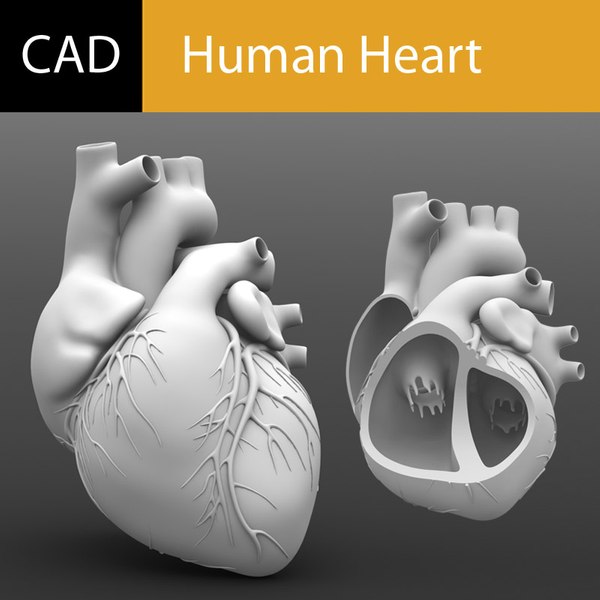 modelo 3d Solidworks Corazón Humano - TurboSquid 572541