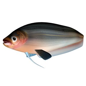 3D Butterfish pabda