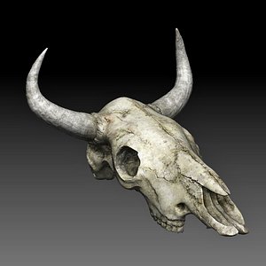Cow skull