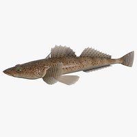 Bigeyed flathead