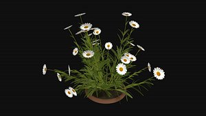 Camomile field grass chamomile garden R3 3D