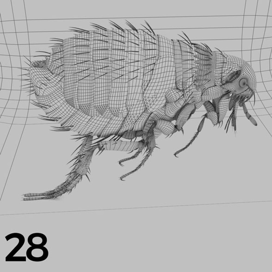 - pack bees insects model https://p.turbosquid.com/ts-thumb/0V/ktorqs/7tkxubdb/insect_pack_28_b_w/jpg/1563750293/1920x1080/fit_q87/ec3874afd0501bef45986511cc253fdef3e8ad08/insect_pack_28_b_w.jpg