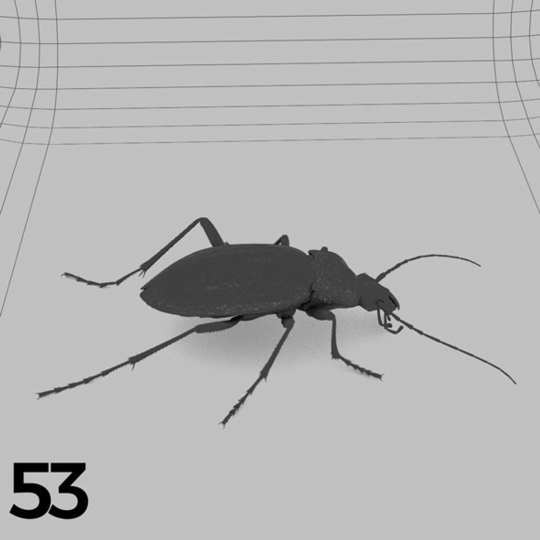 - pack bees insects model https://p.turbosquid.com/ts-thumb/0V/ktorqs/AR0SJuUv/insect_pack_53_b_w/jpg/1563750295/1920x1080/fit_q87/0888ed5a7432d1d8ddf905d761e0c610a518cf56/insect_pack_53_b_w.jpg