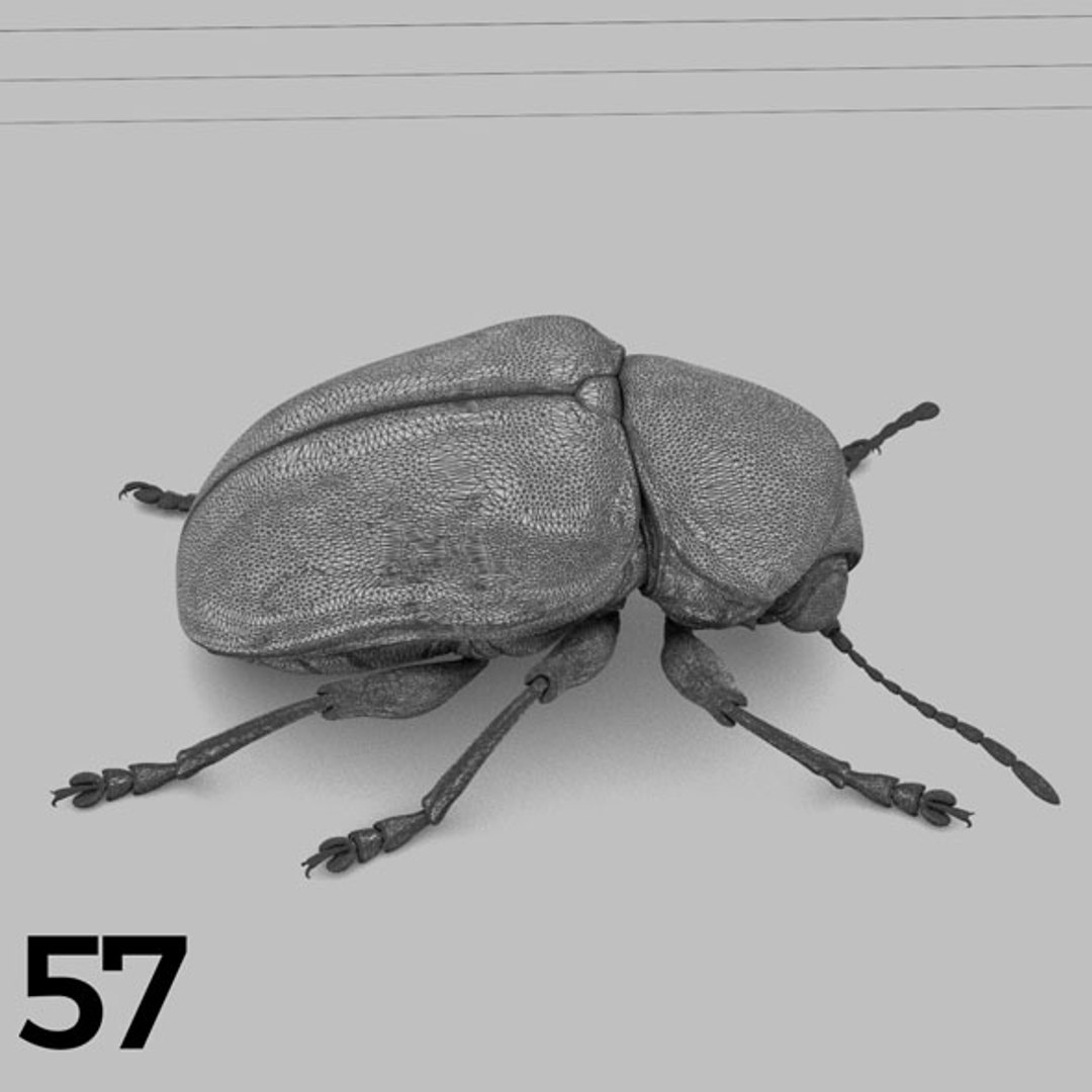 - pack bees insects model https://p.turbosquid.com/ts-thumb/0V/ktorqs/DmHRLM03/insect_pack_57_b_w/jpg/1563750295/1920x1080/fit_q87/c3e091175c80929b270593ae024493305faa273a/insect_pack_57_b_w.jpg