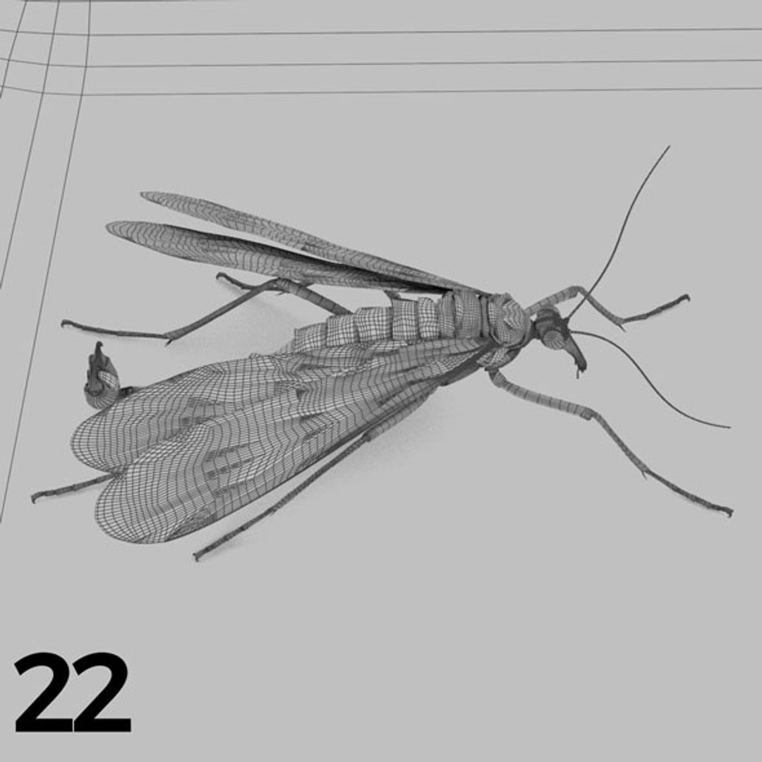 - pack bees insects model https://p.turbosquid.com/ts-thumb/0V/ktorqs/JMdvkf9P/insect_pack_22_b_w/jpg/1563750292/1920x1080/fit_q87/7e657c2eb21724ed3e2c33366e4186d904ff4bcf/insect_pack_22_b_w.jpg