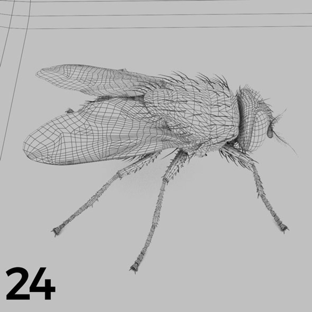 - pack bees insects model https://p.turbosquid.com/ts-thumb/0V/ktorqs/JeBDSTwD/insect_pack_24_b_w/jpg/1563750292/1920x1080/fit_q87/b40aa1ec5101558657824dd54bd1a64032cf6aea/insect_pack_24_b_w.jpg