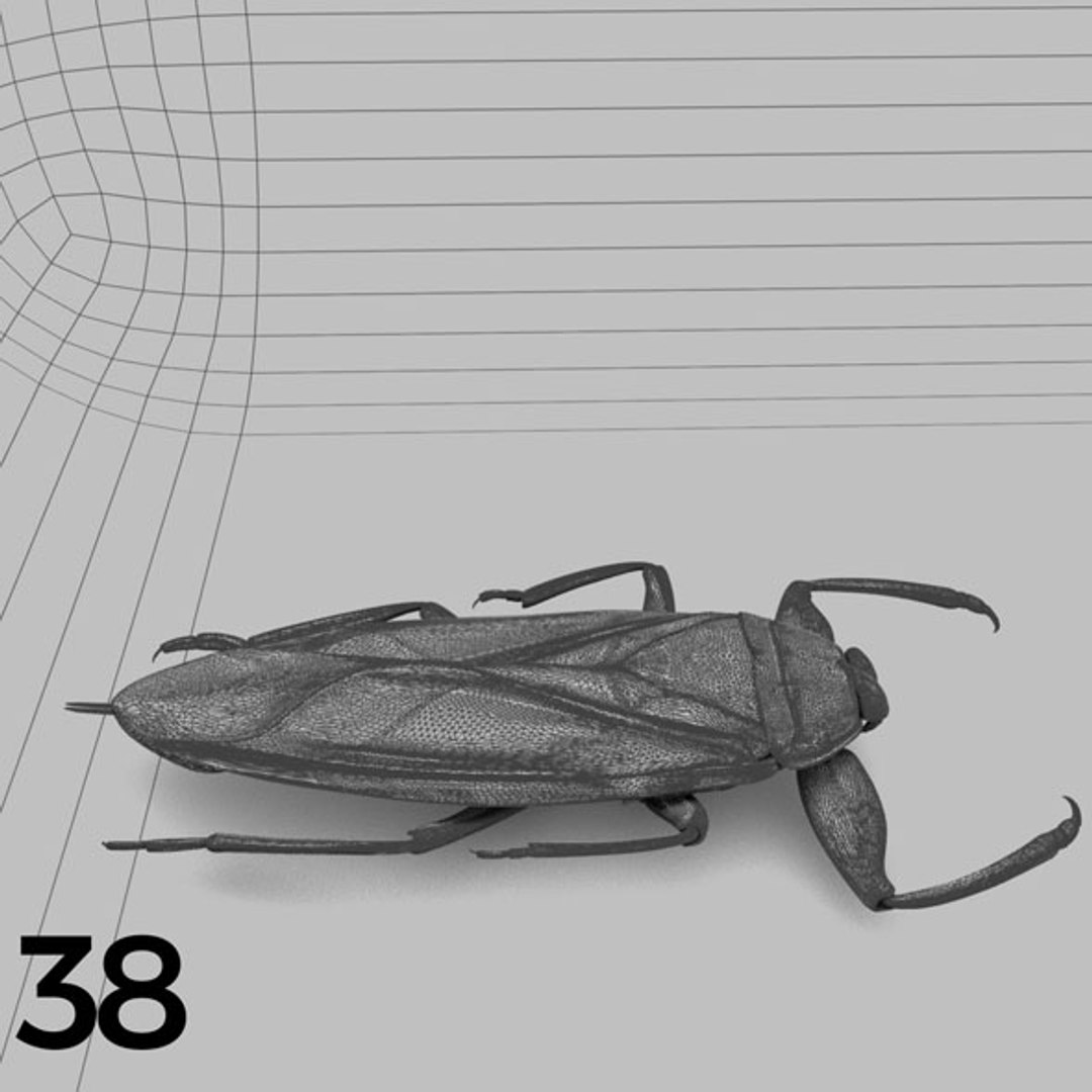 - pack bees insects model https://p.turbosquid.com/ts-thumb/0V/ktorqs/TGxGdjvO/insect_pack_38_b_w/jpg/1563750293/1920x1080/fit_q87/7f6fad4a4987c029d1a83a05eaf2d482ba82264f/insect_pack_38_b_w.jpg