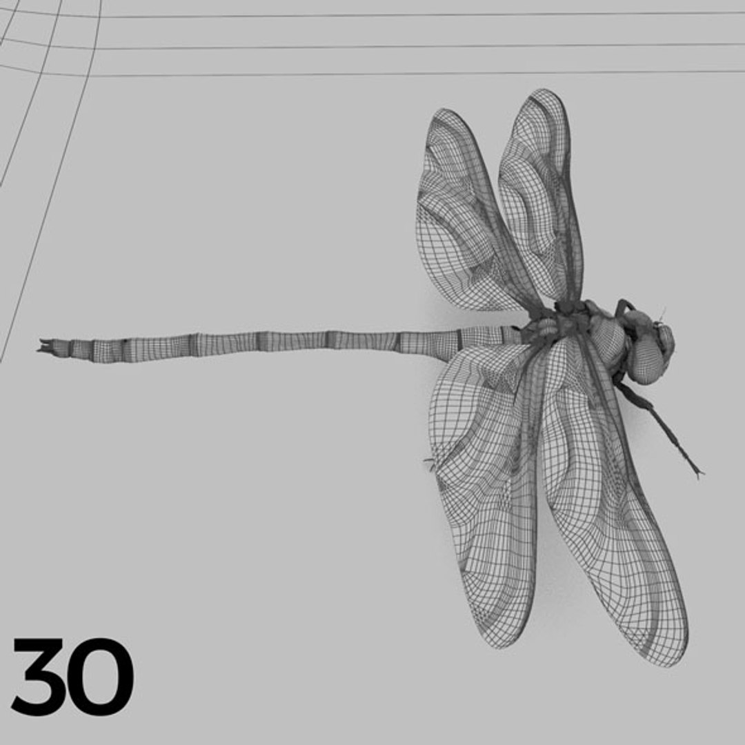 - pack bees insects model https://p.turbosquid.com/ts-thumb/0V/ktorqs/Th8LSL1z/insect_pack_30_b_w/jpg/1563750293/1920x1080/fit_q87/c6960f71f9110122338eda38627471920d33c85c/insect_pack_30_b_w.jpg