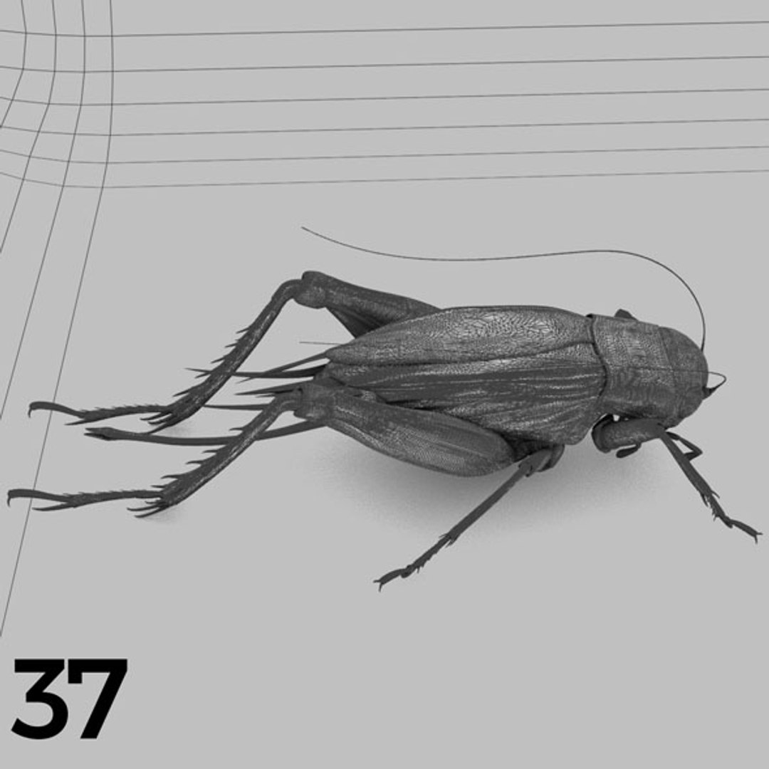 - pack bees insects model https://p.turbosquid.com/ts-thumb/0V/ktorqs/Ty3KwxOX/insect_pack_37_b_w/jpg/1563750293/1920x1080/fit_q87/841d11ab678df415980ff9406ca8fcf66892db60/insect_pack_37_b_w.jpg