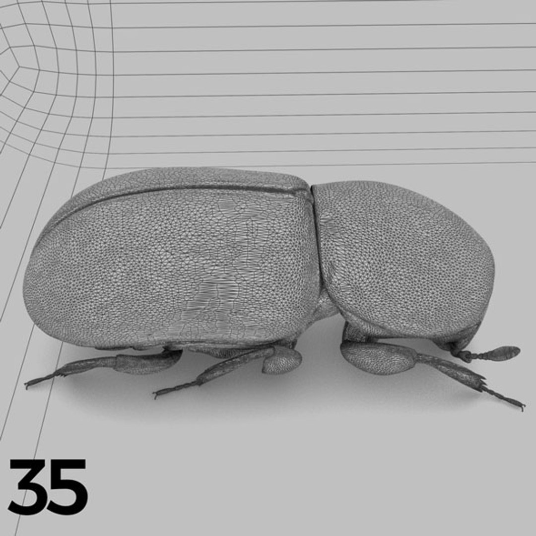 - pack bees insects model https://p.turbosquid.com/ts-thumb/0V/ktorqs/ZgxKVYX0/insect_pack_35_b_w/jpg/1563750293/1920x1080/fit_q87/e634a22f021c21426b651f0d3a4b845e6d1e0b90/insect_pack_35_b_w.jpg