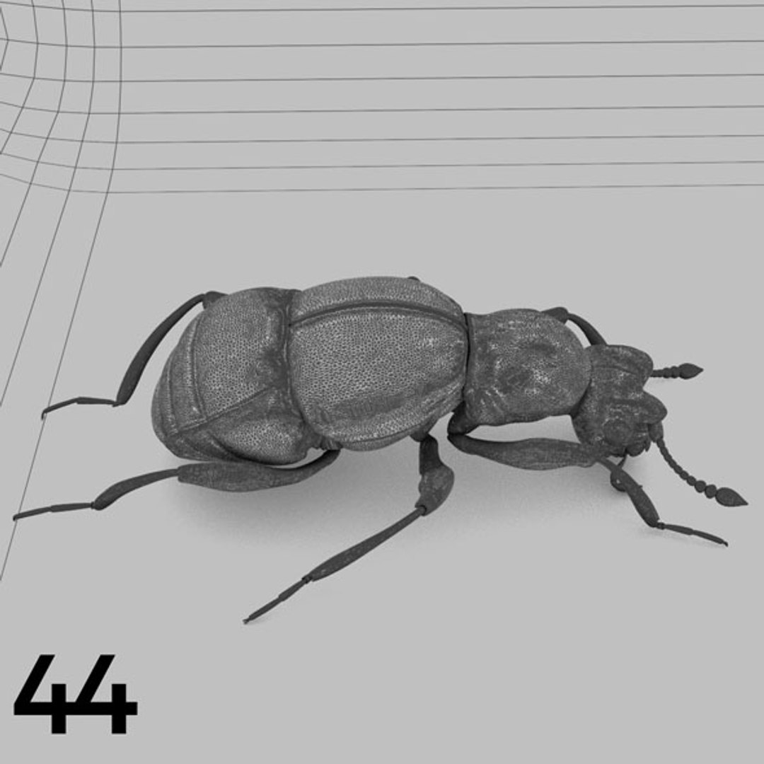 - pack bees insects model https://p.turbosquid.com/ts-thumb/0V/ktorqs/f9iHKt0g/insect_pack_44_b_w/jpg/1563750294/1920x1080/fit_q87/9f3d75f38d73d8199e6764147a7a721a1ebddc33/insect_pack_44_b_w.jpg