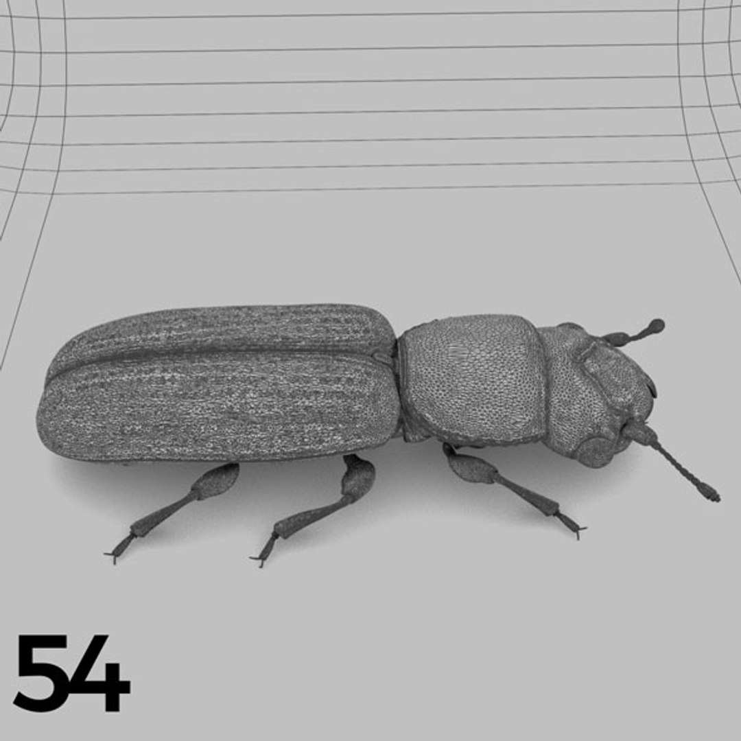 - pack bees insects model https://p.turbosquid.com/ts-thumb/0V/ktorqs/gRTev7ZK/insect_pack_54_b_w/jpg/1563750295/1920x1080/fit_q87/11f1e8d1bc4bb147ebd1c2f7c98452095128763a/insect_pack_54_b_w.jpg