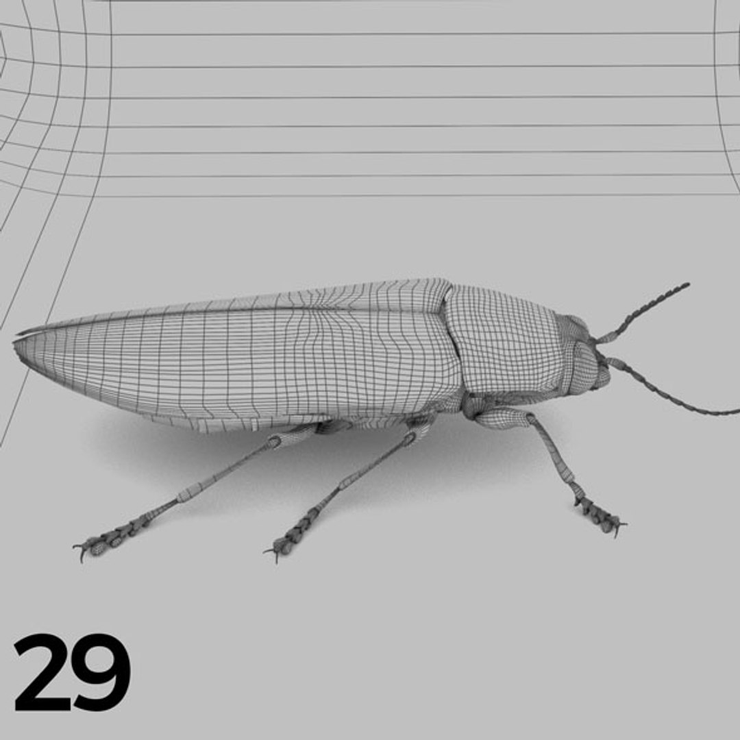 - pack bees insects model https://p.turbosquid.com/ts-thumb/0V/ktorqs/gfYyiKim/insect_pack_29_b_w/jpg/1563750293/1920x1080/fit_q87/e5c51b1c82226ad53f6708847ea5a9a2735b7437/insect_pack_29_b_w.jpg