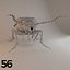 Insects and Beetles Pack - 60 pcs
