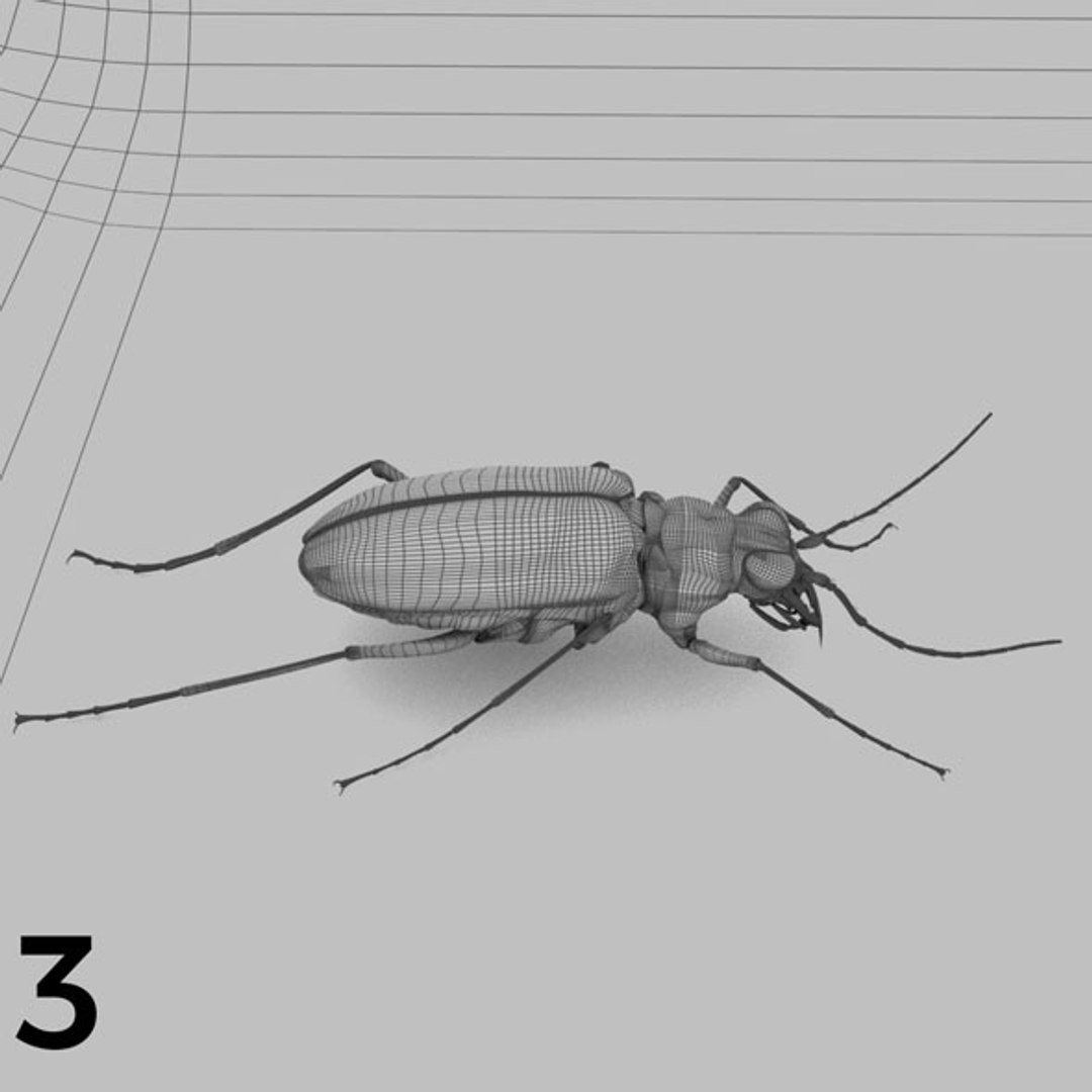 - pack bees insects model https://p.turbosquid.com/ts-thumb/0V/ktorqs/uDoVnHFZ/insect_pack_03_b_w/jpg/1563750291/1920x1080/fit_q87/e25881a12342ad3473e00e04aa45086bcd274847/insect_pack_03_b_w.jpg