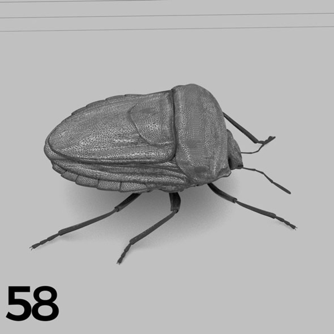 - pack bees insects model https://p.turbosquid.com/ts-thumb/0V/ktorqs/vhaIXRIU/insect_pack_58_b_w/jpg/1563750295/1920x1080/fit_q87/f0589115111d87ade8bf388275d9196f540fa952/insect_pack_58_b_w.jpg