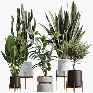 AV Indoor Plants Set 434 Olive Tree and Ficus lyrata and Ficus Beliza and Cactus Euphorbia model