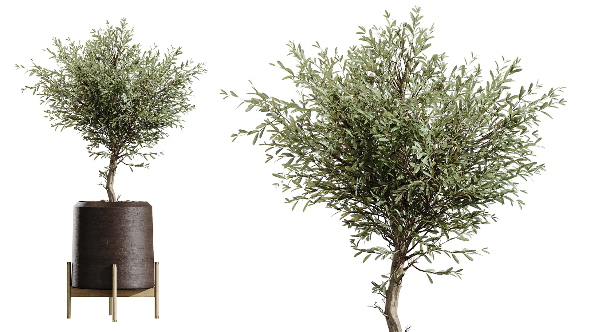 AV Indoor Plants Set 434 Olive Tree and Ficus lyrata and Ficus Beliza and Cactus Euphorbia model https://p.turbosquid.com/ts-thumb/0V/lfBmhQ/il/05/png/1762764107/1920x1080/fit_q87/5327841a7a438508b4eecfa69643e9b7186abf3c/05.jpg