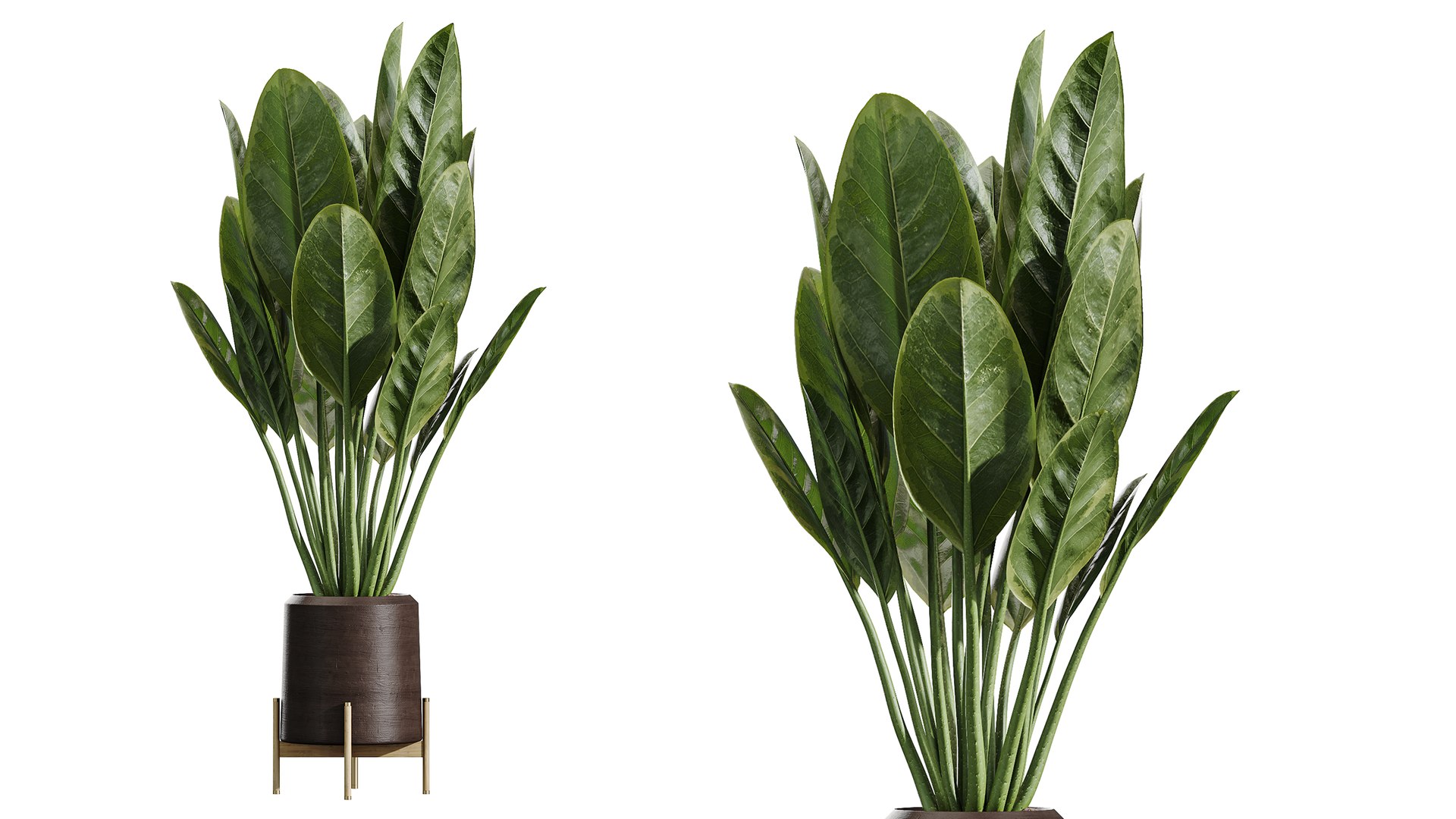 AV Indoor Plants Set 434 Olive Tree and Ficus lyrata and Ficus Beliza and Cactus Euphorbia model https://p.turbosquid.com/ts-thumb/0V/lfBmhQ/l1/04/png/1762764107/1920x1080/fit_q87/74d5dbd3ec8cbc9beba764a141225169e1ac4d53/04.jpg