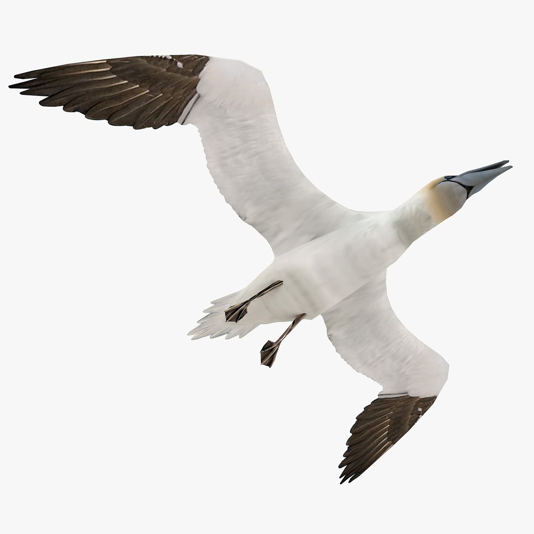 Northern Gannet 3d Model