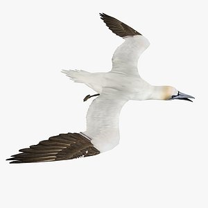 Gannet