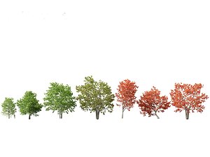 Quercus rubra -  the northern red oak 3D model