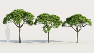 3D Euphorbia bourgeana a