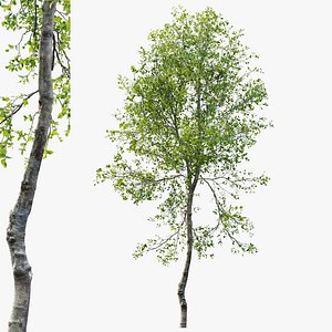 3D Young beech tree