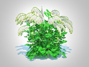 3D Dicentra  spectabilis Alba - White Bleeding Heart