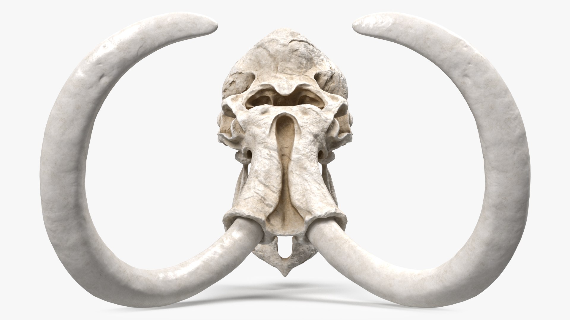 3D Mammoth Skull model https://p.turbosquid.com/ts-thumb/0W/QuUaLt/3U/mammothskullmb3dmodel007/jpg/1634089576/1920x1080/fit_q87/8d855ecfccdfbce80d87d517983216c19b4acd2d/mammothskullmb3dmodel007.jpg