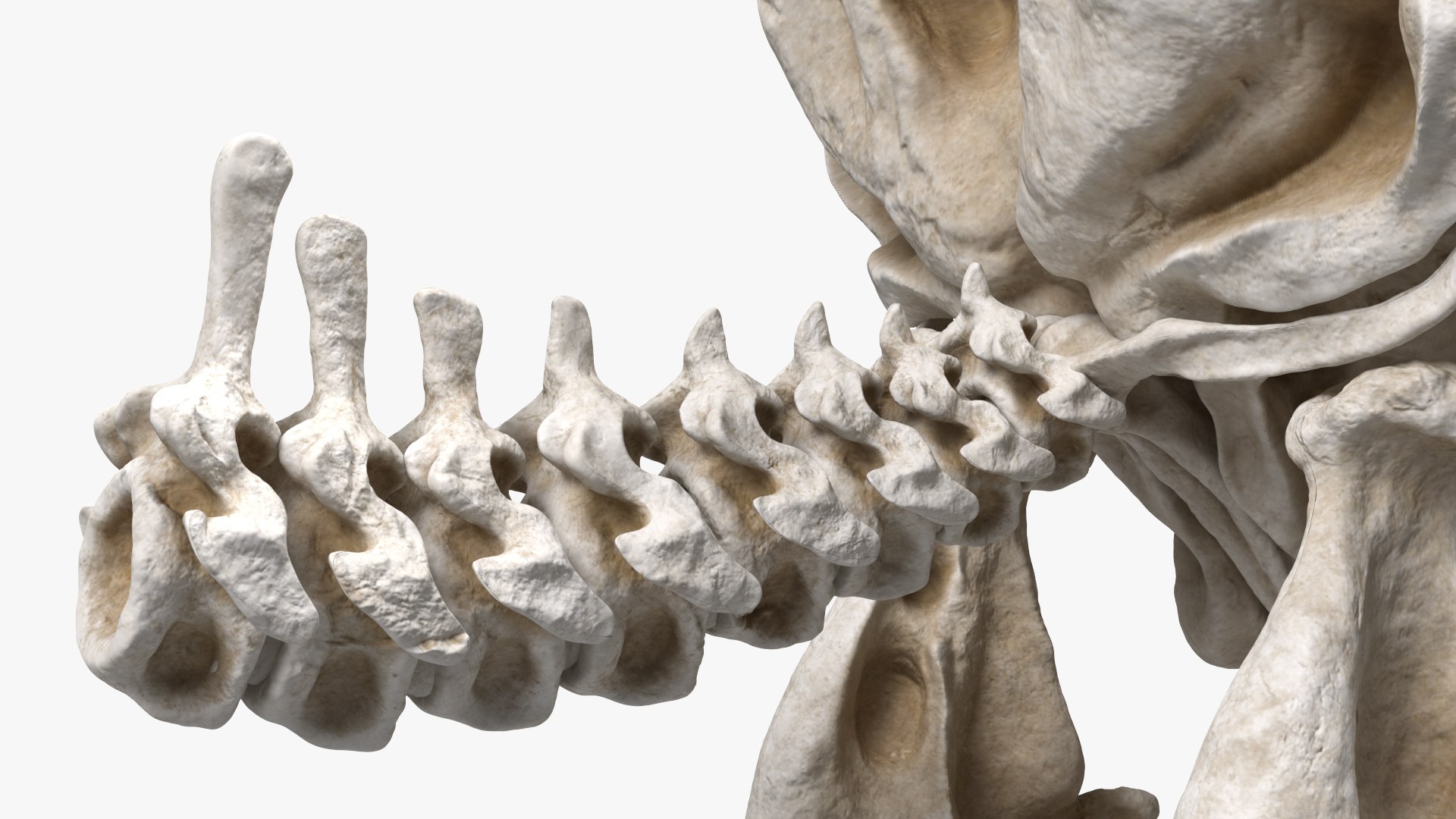 3D Mammoth Skull model https://p.turbosquid.com/ts-thumb/0W/QuUaLt/6D/mammothskullmb3dmodel009/jpg/1634089581/1920x1080/fit_q87/cff2af1f4a14d33d4a98222c4afca78a3b363e9e/mammothskullmb3dmodel009.jpg