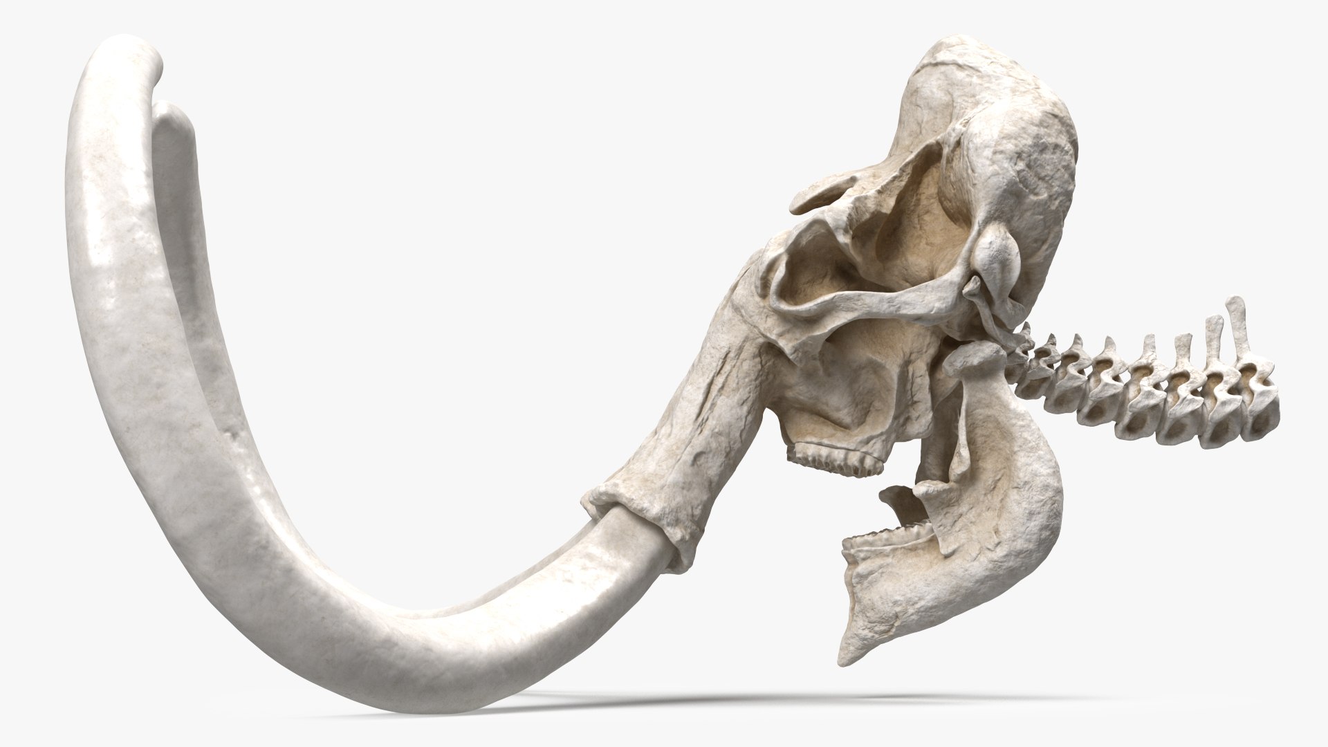 3D Mammoth Skull model https://p.turbosquid.com/ts-thumb/0W/QuUaLt/BN/mammothskullmb3dmodel005/jpg/1634089571/1920x1080/fit_q87/b8388debba3f7f2e6b52f49953e984bb295d01b3/mammothskullmb3dmodel005.jpg
