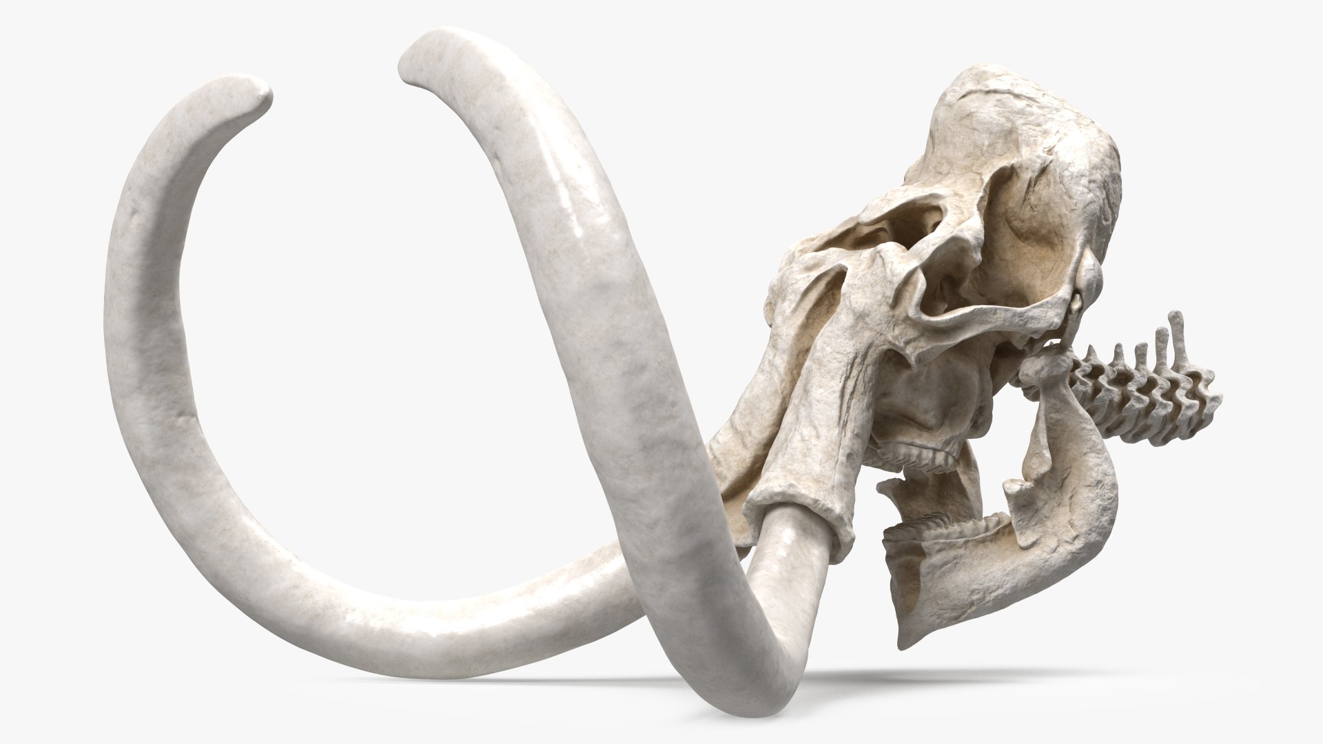 3D Mammoth Skull model https://p.turbosquid.com/ts-thumb/0W/QuUaLt/E4/mammothskullmb3dmodel003/jpg/1634089566/1920x1080/fit_q87/c88f09c7942d6c1b2cd9eae780c22c0cb6203566/mammothskullmb3dmodel003.jpg