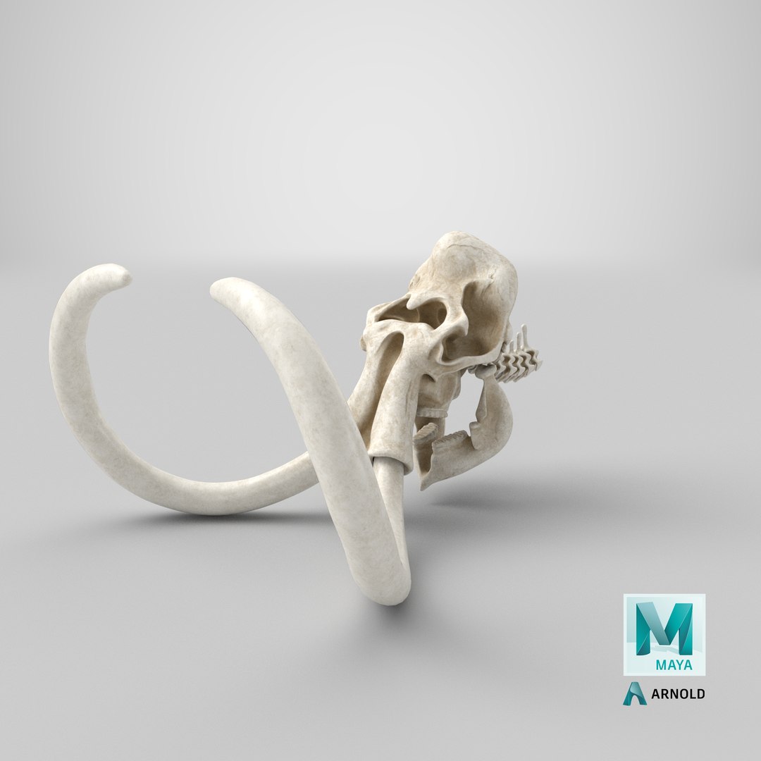 3D Mammoth Skull model https://p.turbosquid.com/ts-thumb/0W/QuUaLt/La/stemcell_maya_arnold_render/png/1644306076/1920x1080/fit_q87/4d6ecebf738ea92584b01f090dddf6cecda28415/stemcell_maya_arnold_render.jpg