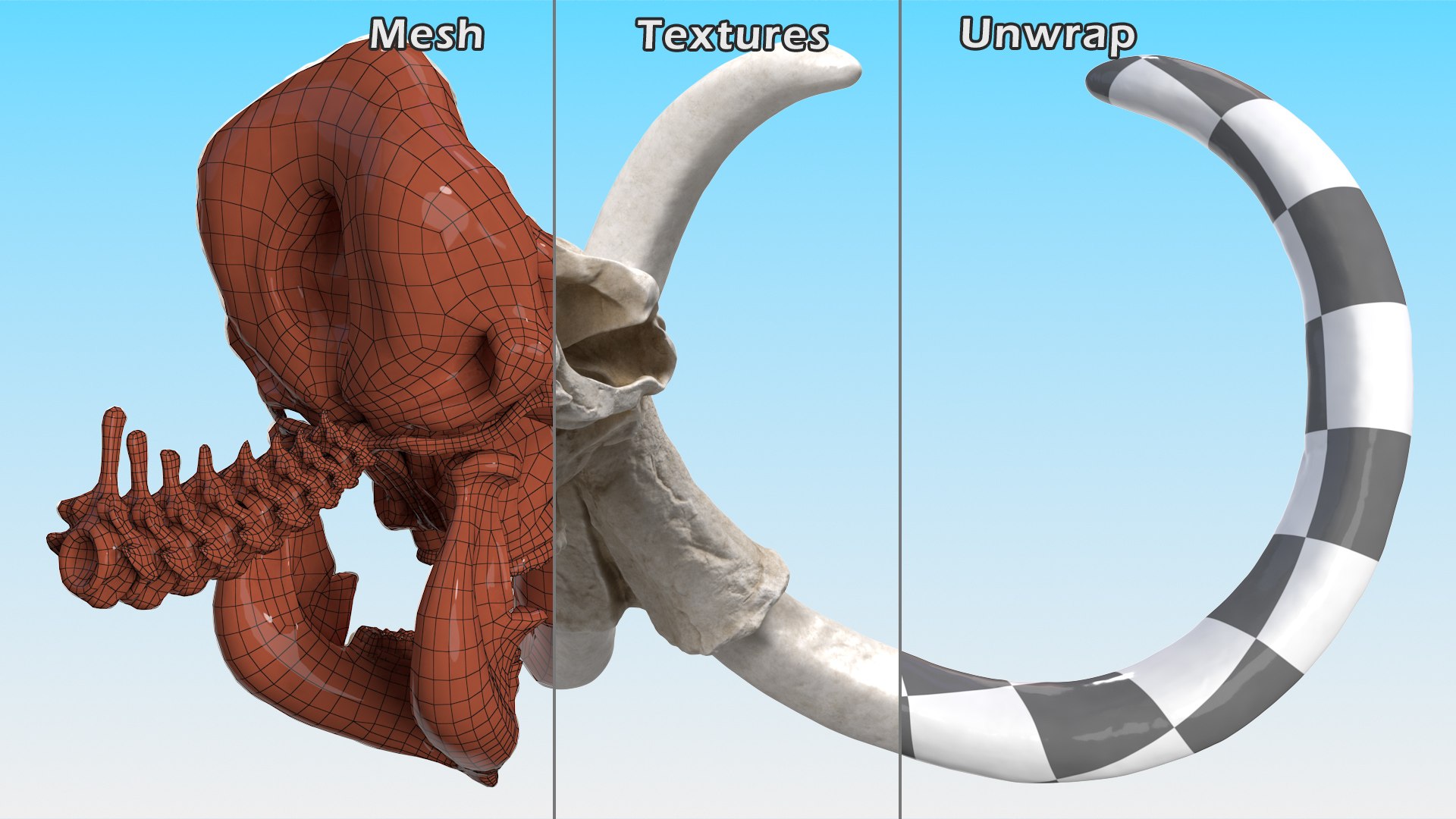 3D Mammoth Skull model https://p.turbosquid.com/ts-thumb/0W/QuUaLt/YR/mammothskullmb3dmodel014/jpg/1634089596/1920x1080/fit_q87/dff93c6cbecbec9ca76417483261160f70192ad5/mammothskullmb3dmodel014.jpg