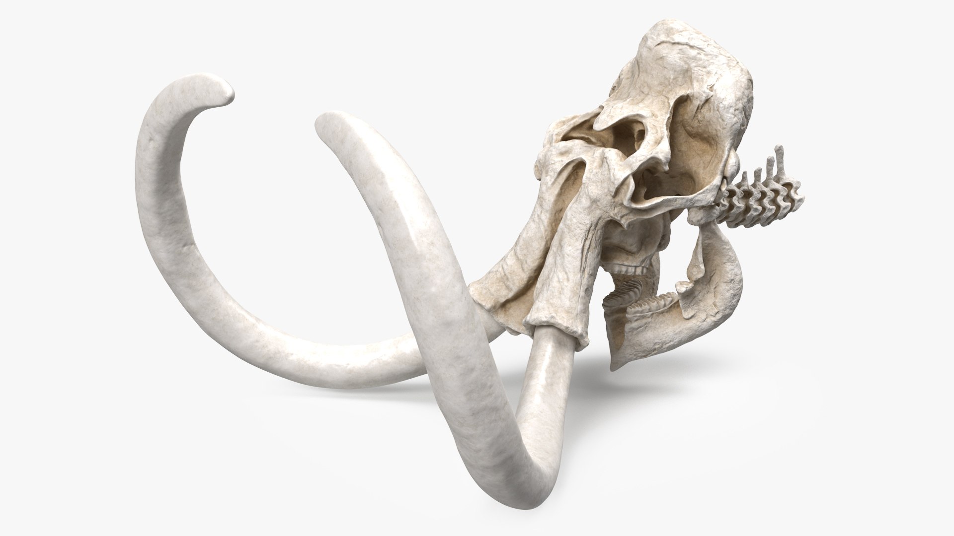 3D Skulls Collection 7 https://p.turbosquid.com/ts-thumb/0W/QuUaLt/ZR/mammothskullmb3dmodel001/jpg/1634108282/1920x1080/fit_q87/1d10903c421e3ae24e2849502fc3792211119cf9/mammothskullmb3dmodel001.jpg