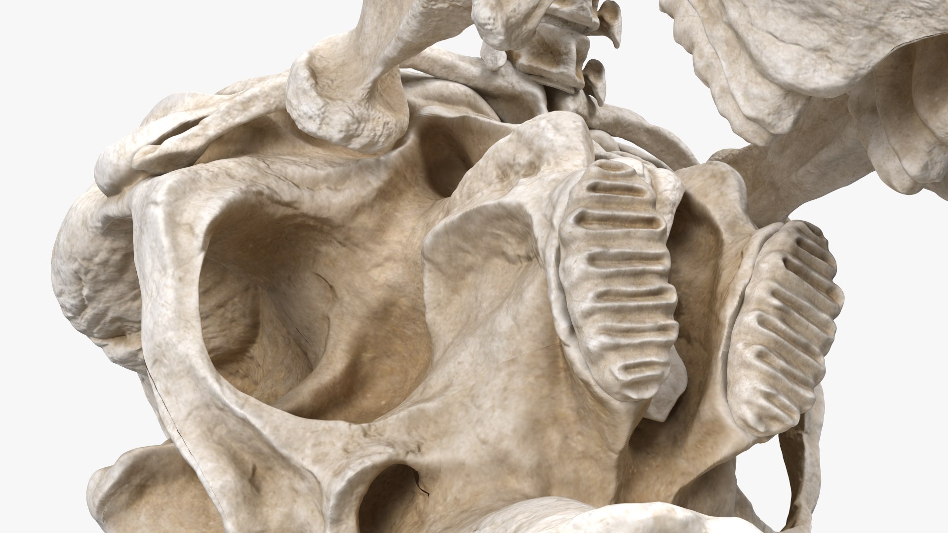 3D Mammoth Skull model https://p.turbosquid.com/ts-thumb/0W/QuUaLt/ig/mammothskullmb3dmodel012/jpg/1634089589/1920x1080/fit_q87/4f026e2835f79efa1bcc65d01f657db872781174/mammothskullmb3dmodel012.jpg