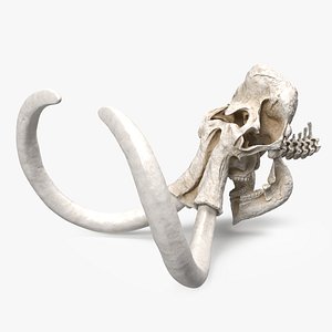 3D Mammoth Skull model