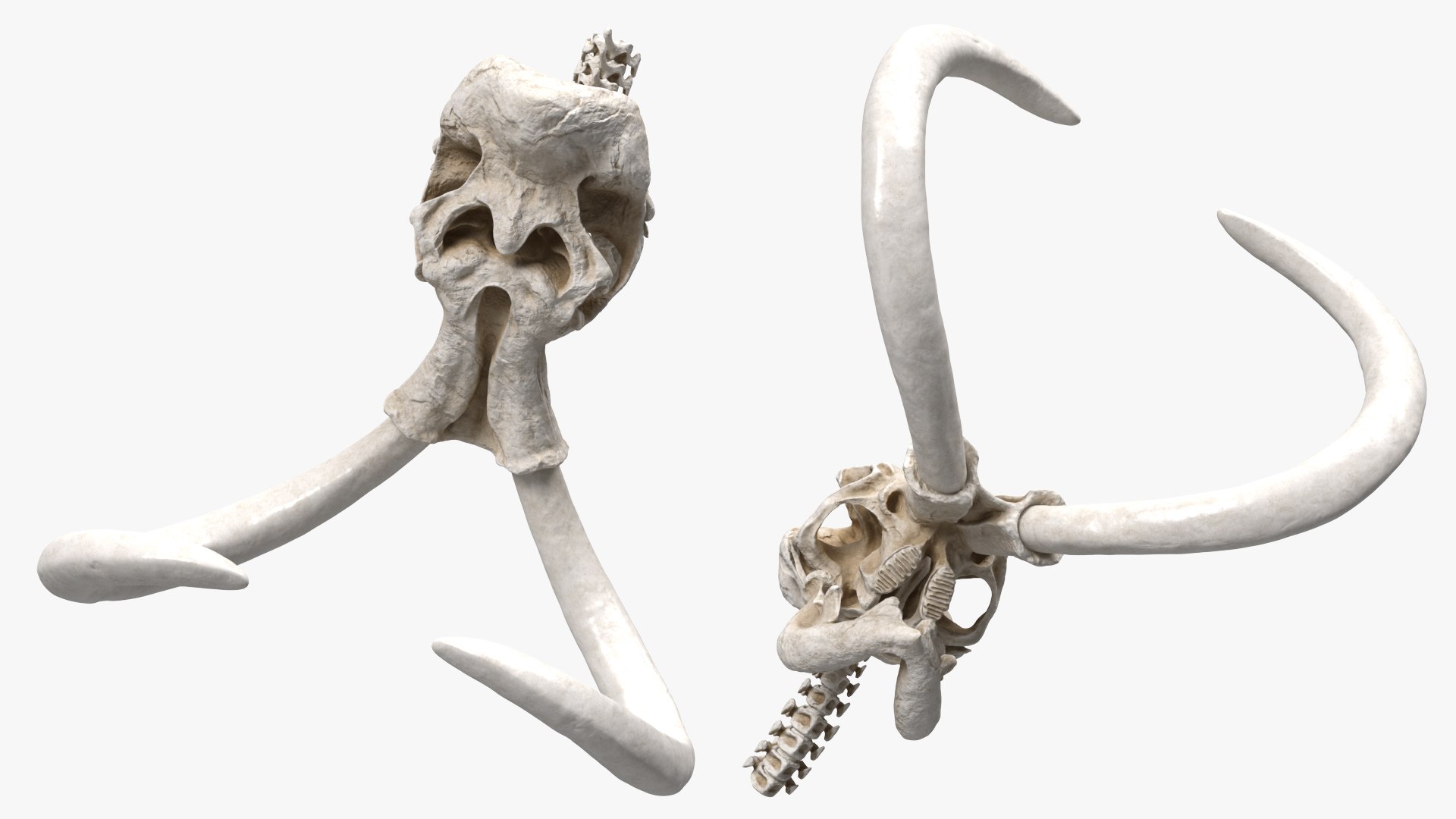 3D Mammoth Skull model https://p.turbosquid.com/ts-thumb/0W/QuUaLt/n7/mammothskullmb3dmodel008/jpg/1634089578/1920x1080/fit_q87/6261449b3551f4324385f5894b160d29996cb2bf/mammothskullmb3dmodel008.jpg