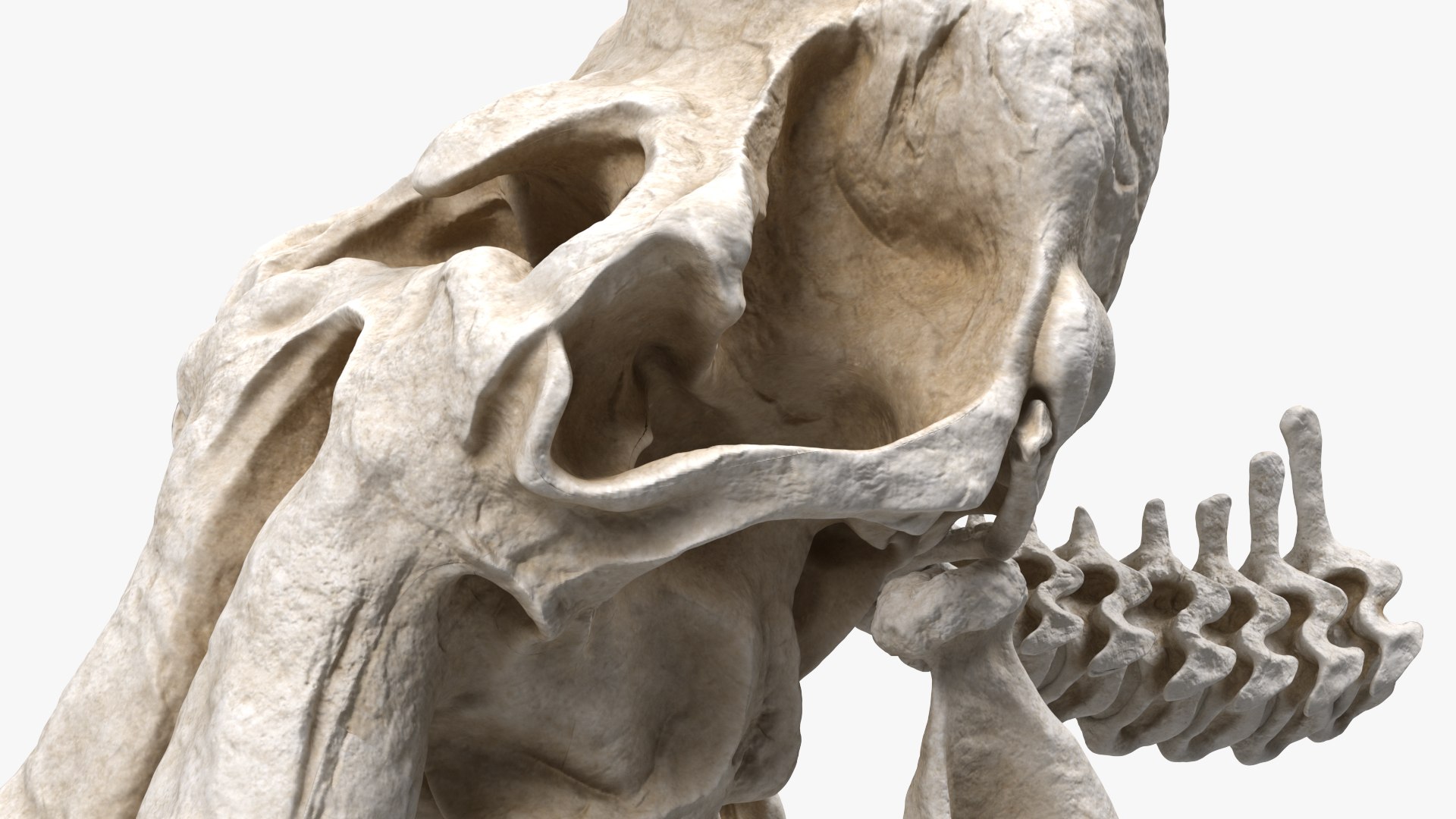 3D Mammoth Skull model https://p.turbosquid.com/ts-thumb/0W/QuUaLt/tT/mammothskullmb3dmodel010/jpg/1634089583/1920x1080/fit_q87/a98a8da482969ee2e26f1fb3e090a877ba28b81c/mammothskullmb3dmodel010.jpg