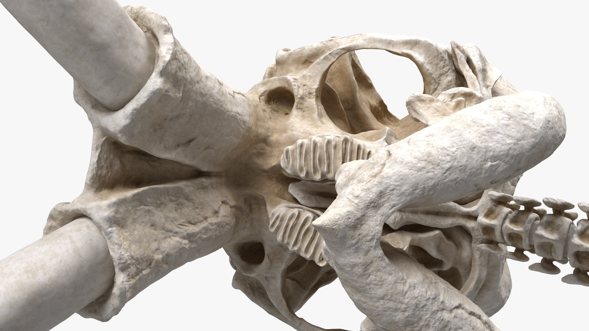 3D Mammoth Skull model https://p.turbosquid.com/ts-thumb/0W/QuUaLt/yY/mammothskullmb3dmodel013/jpg/1634089594/1920x1080/fit_q87/7bb53af963afb4fa65fc141665641c60a84677ce/mammothskullmb3dmodel013.jpg