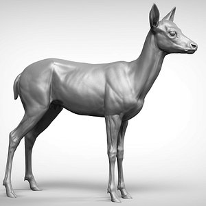 Fawn Deer