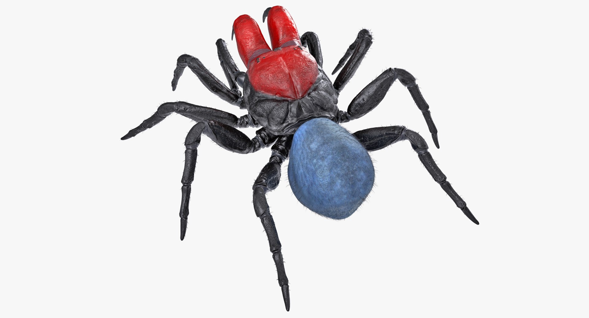 Mouse Spider Rigged with Fur 3D model preview