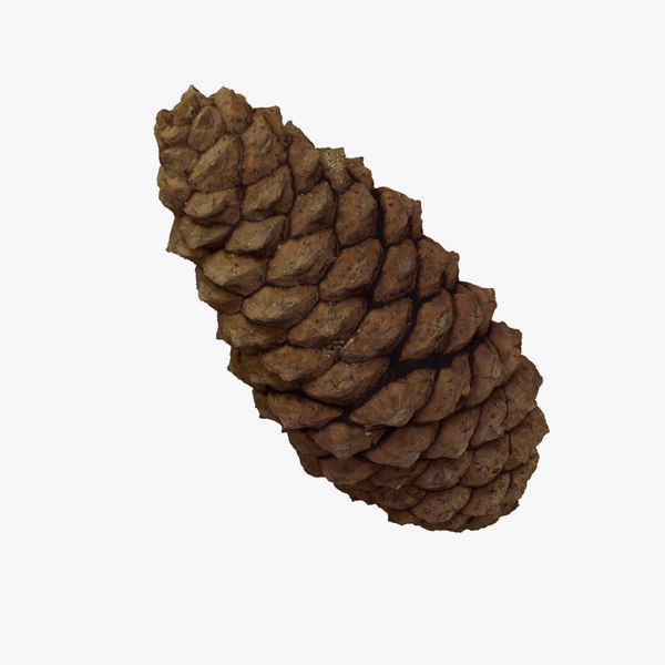 pine cone scale图片