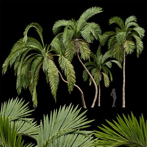 Queen Palm 4 Trees Syagrus Romanzoffiana