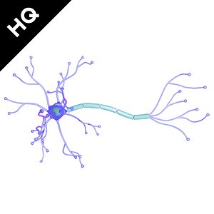 3d model neuron